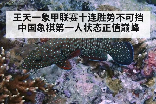 王天一象甲联赛十连胜势不可挡 中国象棋第一人状态正值巅峰
